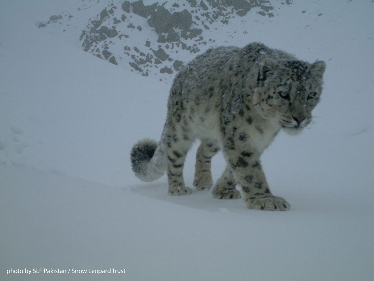 snow leopard 3