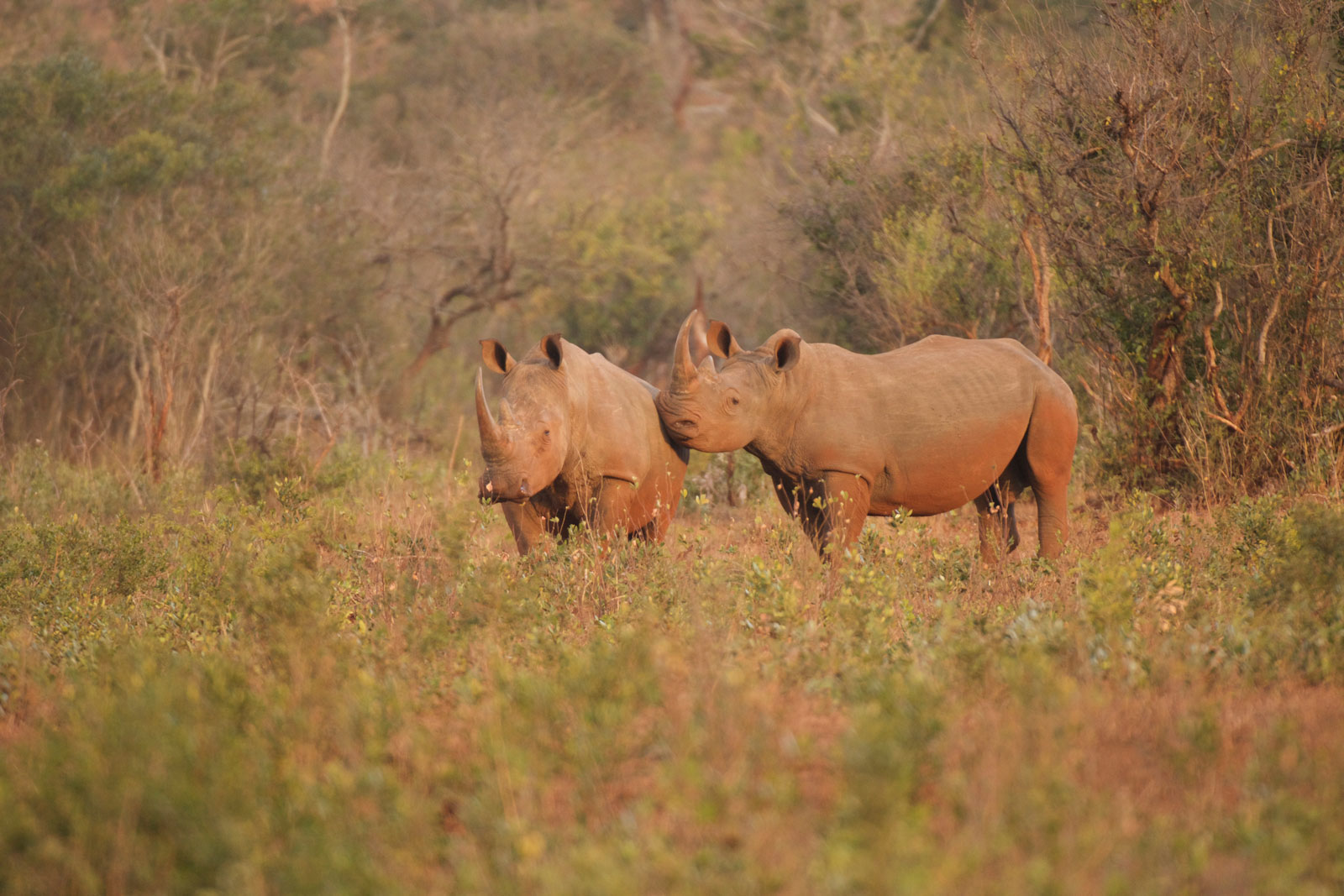 rhinos were poached in South Africa. Peace Parks is working hard to fight the scourge of poaching using technology like AI