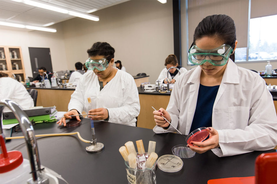 People in laboratory holding petri dishes