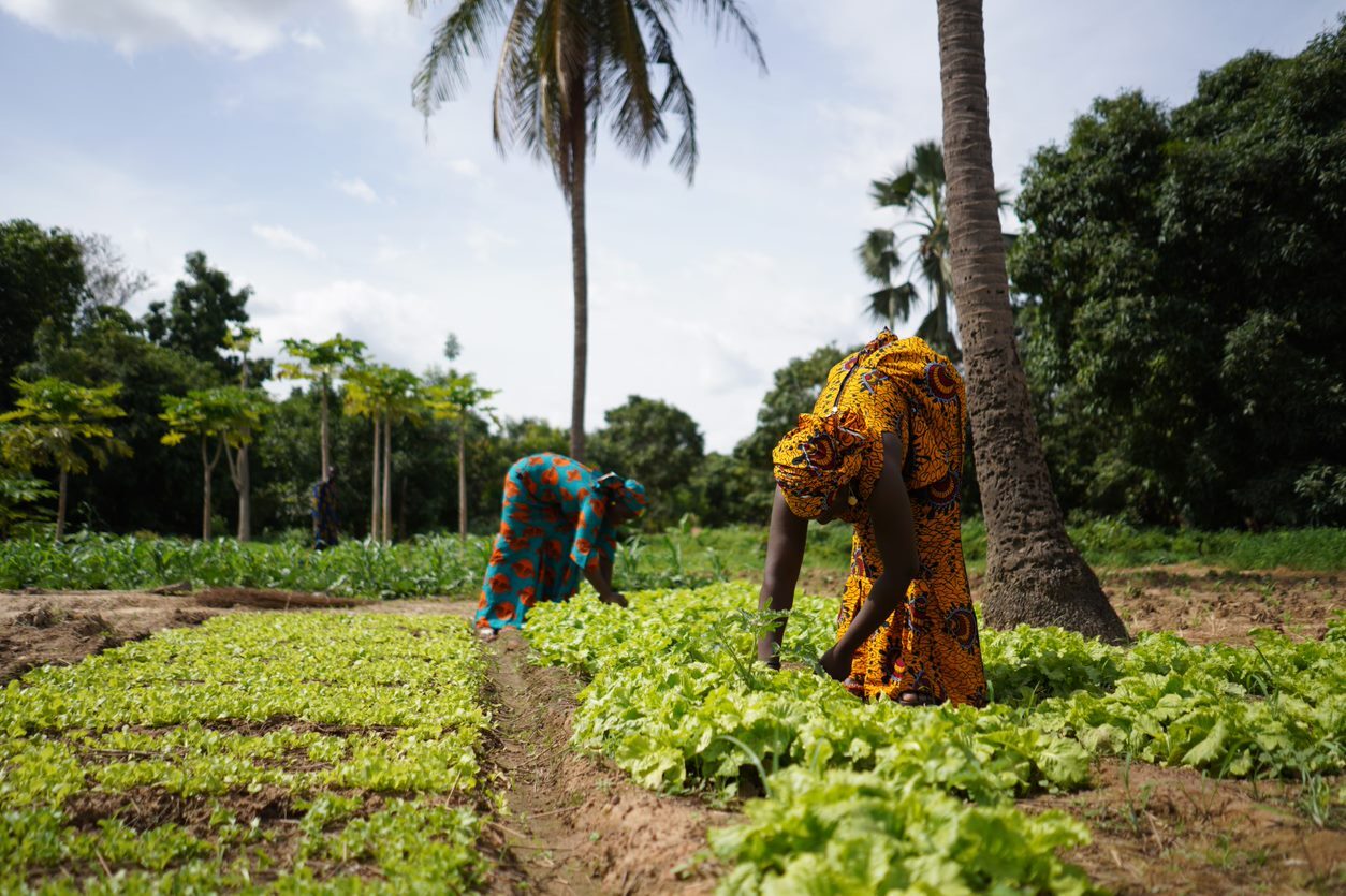 Two Women Farmers Weeding A Salad Garden In A West African Rural Community