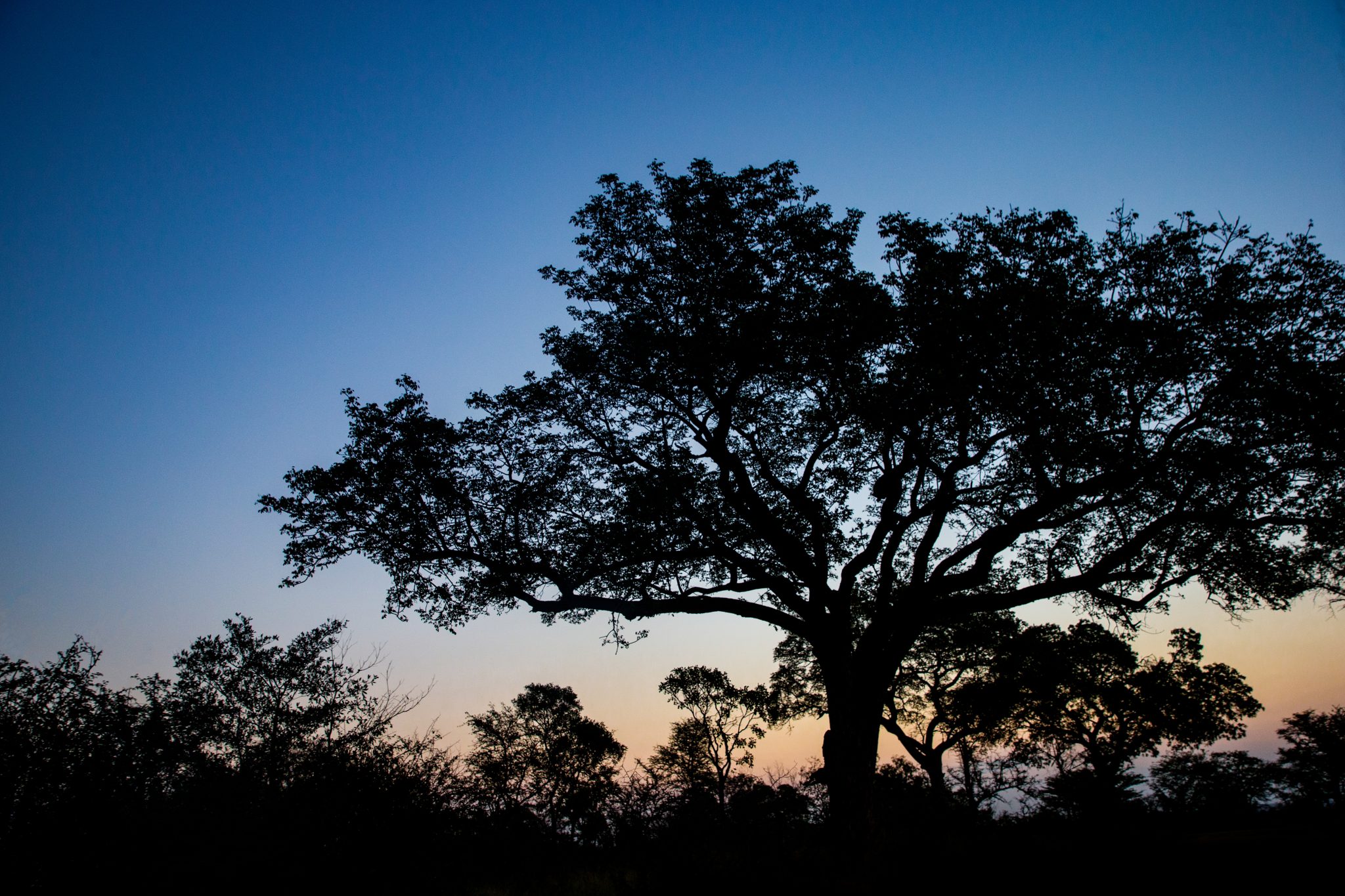 The sun sets behind African trees. 