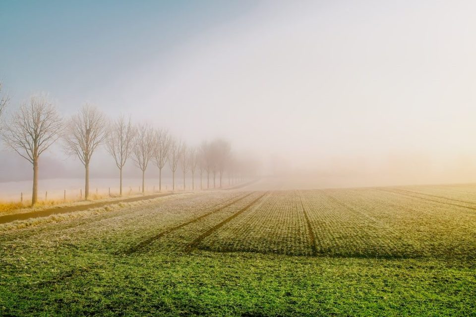 Agriculture Image 1