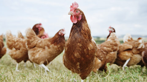 chickens in a field