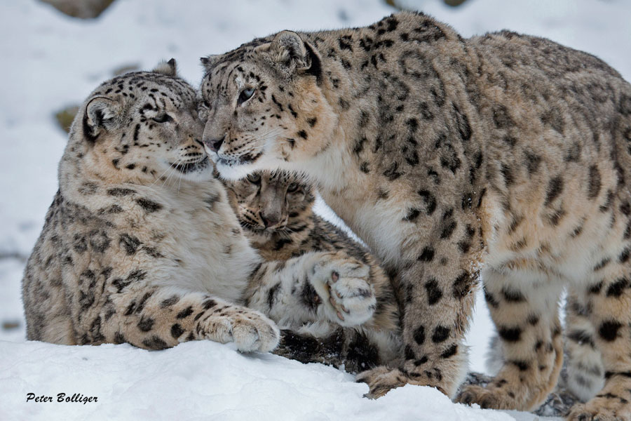 Two captive snow leopards nuzzle one other while a third looks on