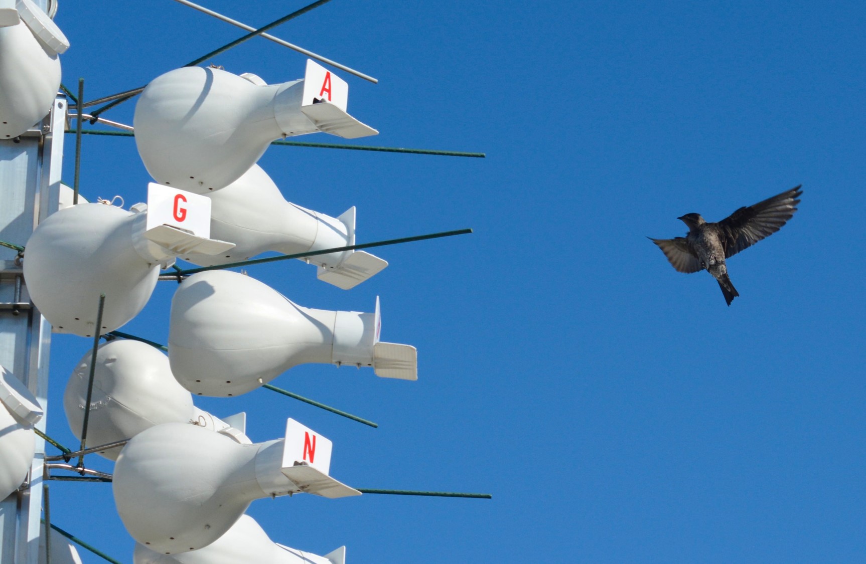 Tiny smart homes for purple martins are mounted on tall poles nicknamed “bird resorts” by Disney conservationists. 