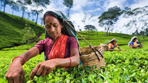 An agricultural worker in Sri Lanka.