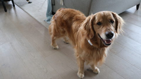 A dog wears T-Mobile's SyncUP PETS tracker.