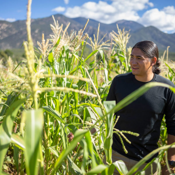 A man walking in a tall corn field