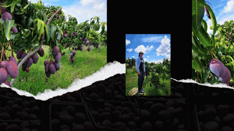 a collage of scenes from a mango farm