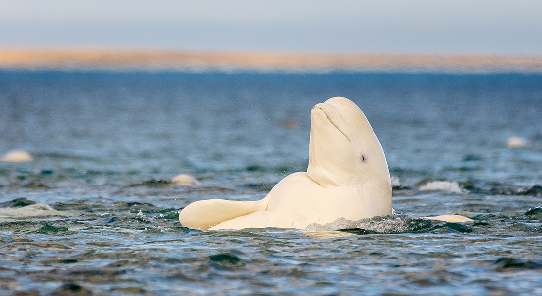 Ein Beluga Wal im Meer wird von der Microsoft KI überwacht