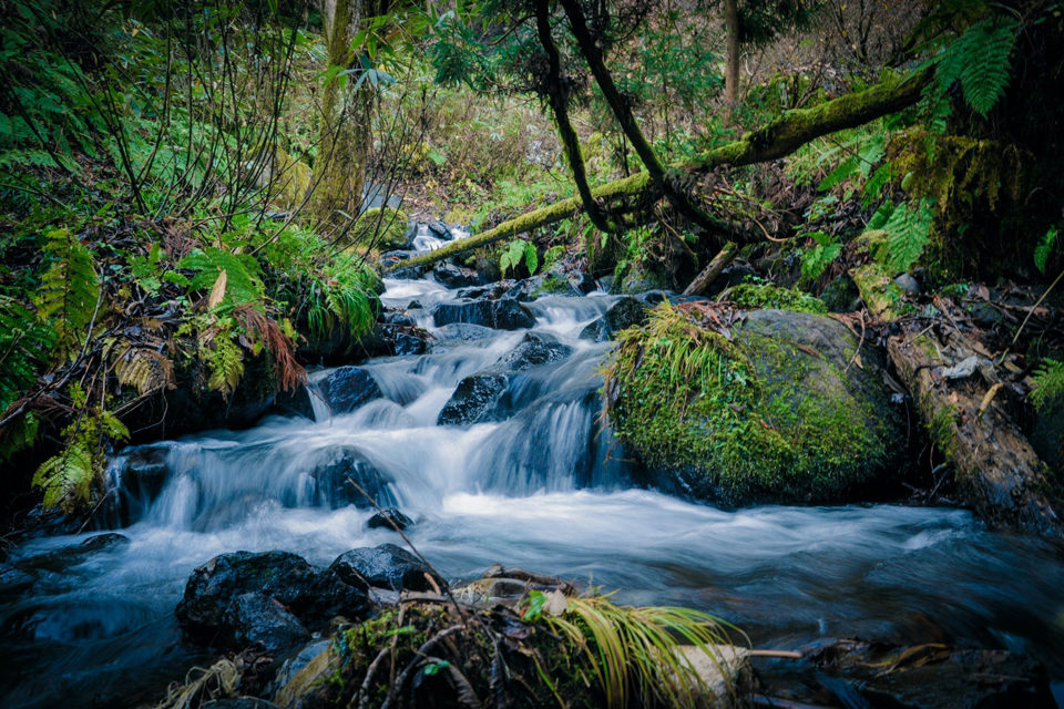 waterfall in the wood