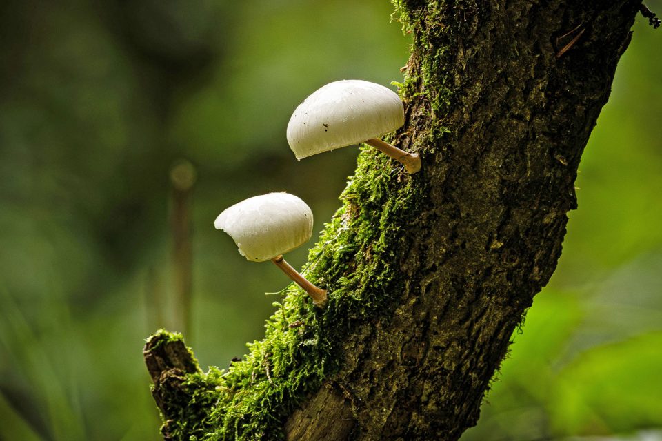 Acercamiento de hongos creciendo en el tronco de un árbol