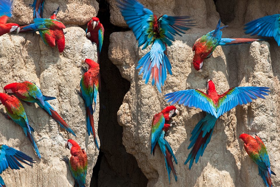 Guacamayas de colores azul y rojo posadas sobre piedras