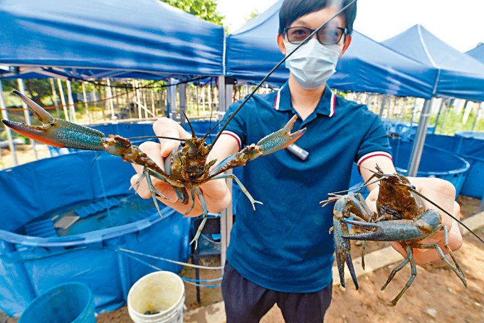 荒廢魚塘活化創商機 港產衞生小龍蝦熱銷