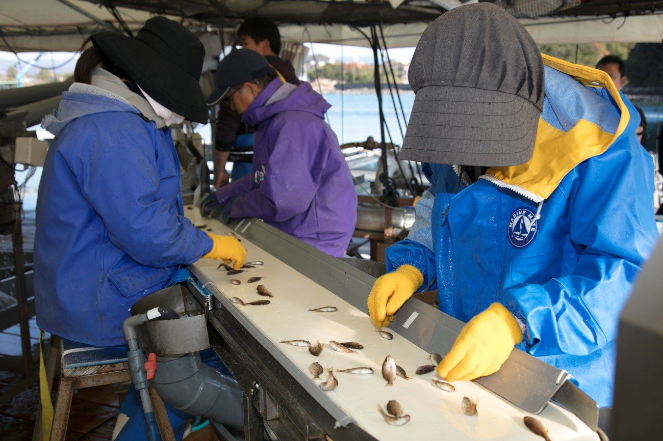 Staff from Kindai University used to sort 12 million juvenile fish every year by hand