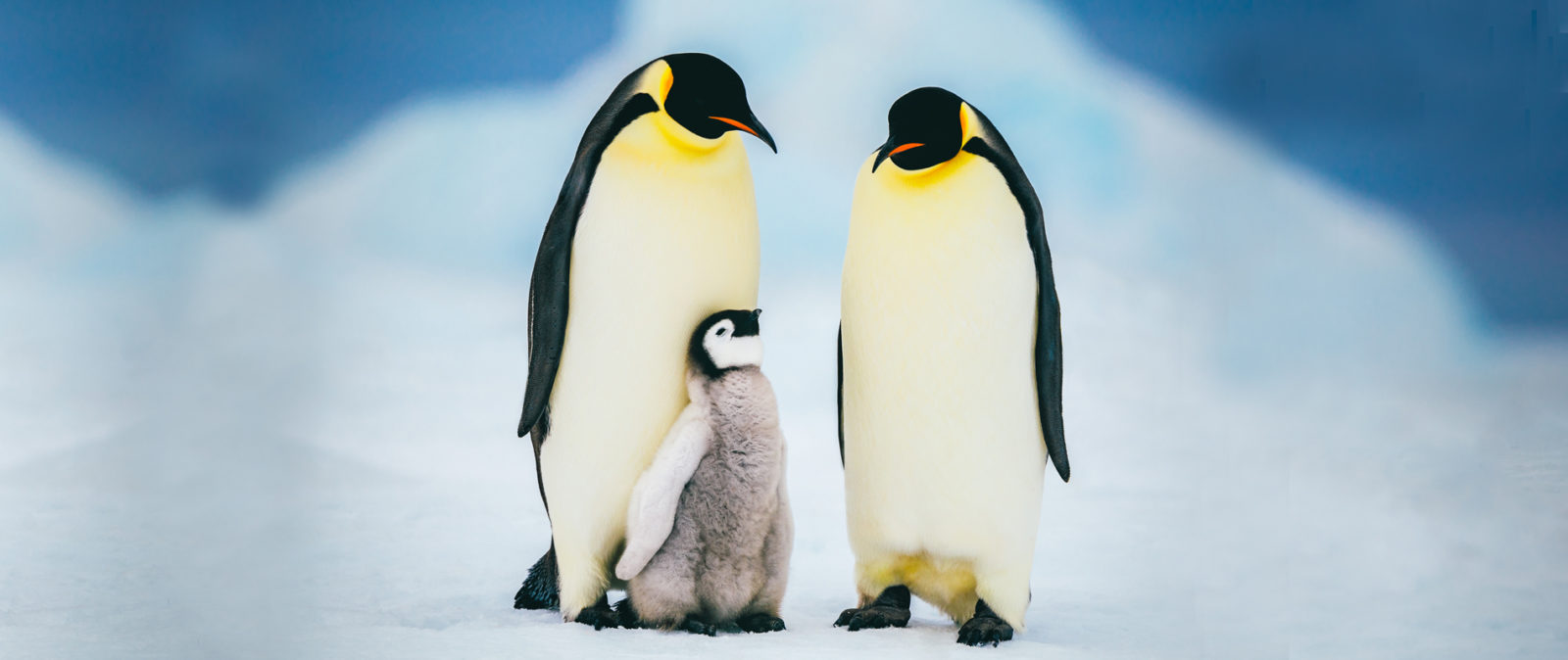 An Emperor penguin chick cuddles up to its parents during a perfect day in Antarctica.