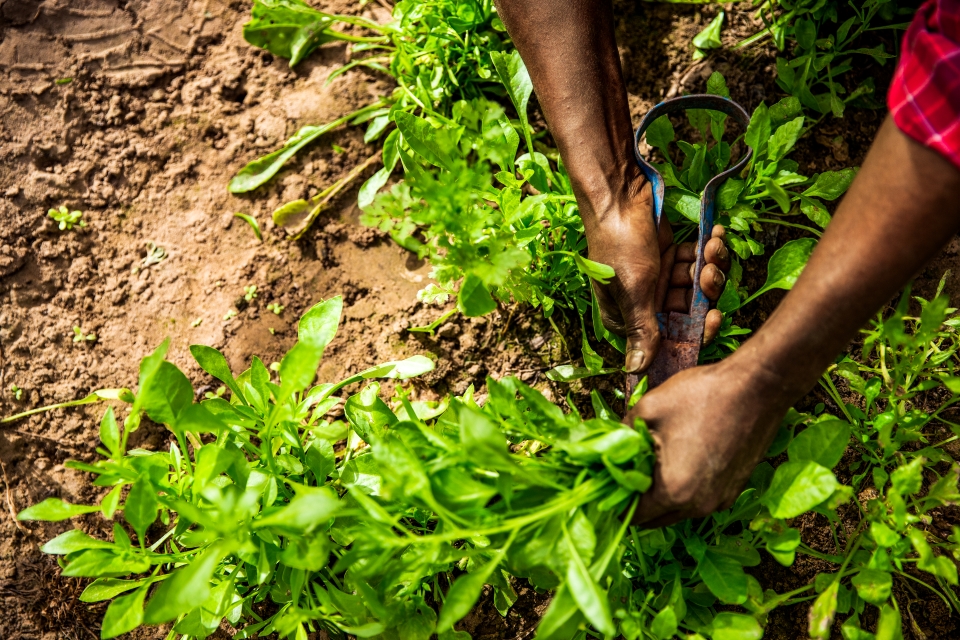 Close up of a pair of hands tending to a plant