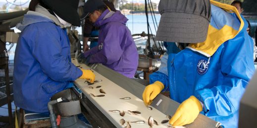 Рабочие сотрируют мальков в Kindai University Aquaculture Hatching Center