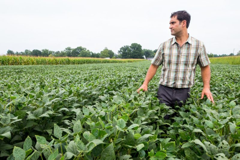 Man walks through growing plants on a farm