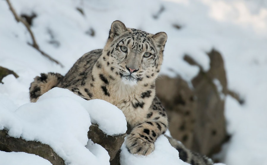 Snow Leopard Trust