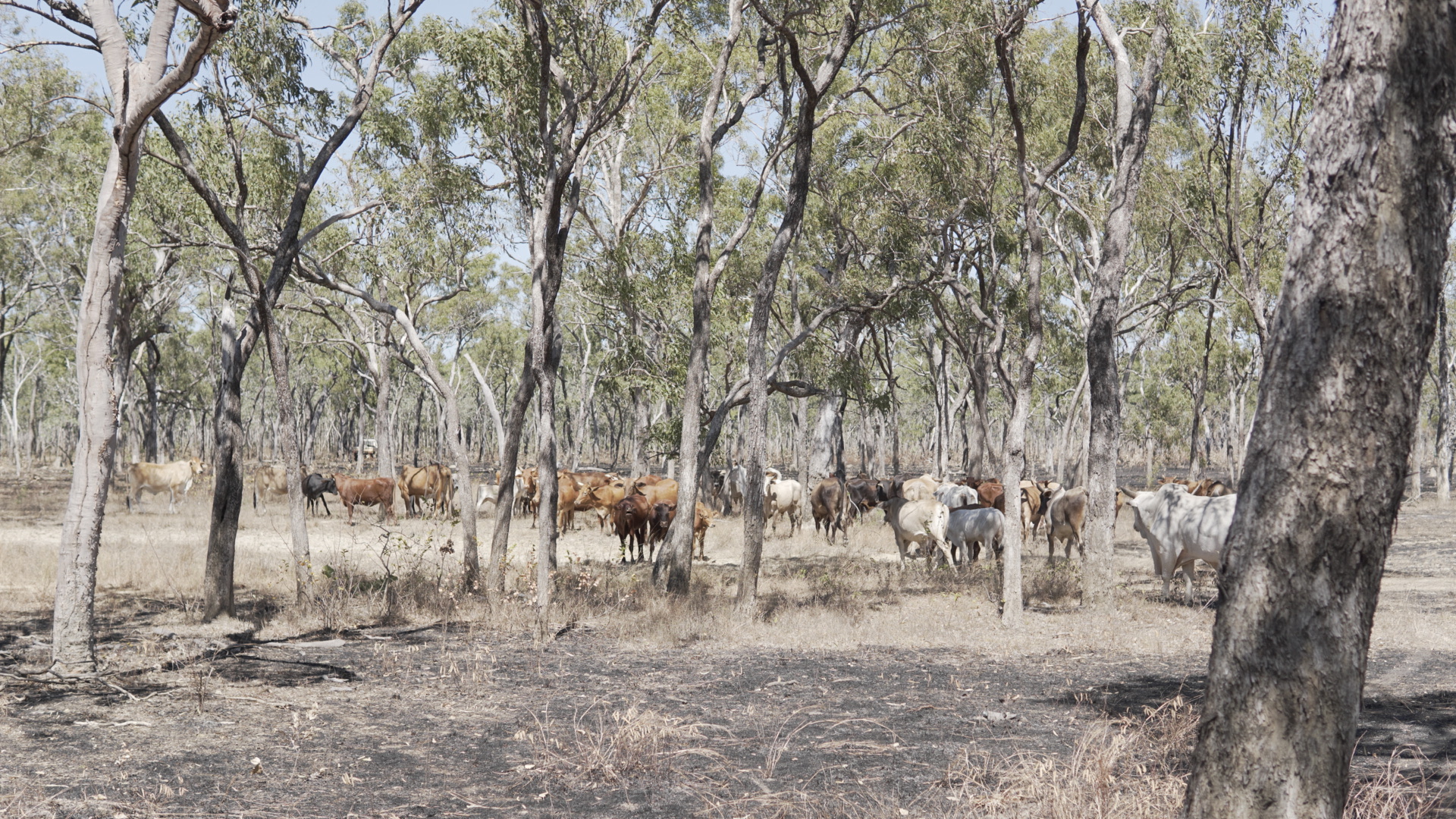 Ferbal buffalo moving across the land