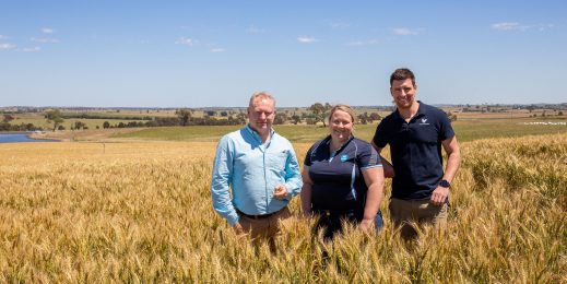 Three people standing in a wheat field