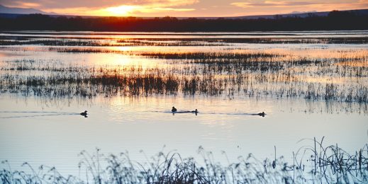 Landscape image of wetland with ducks