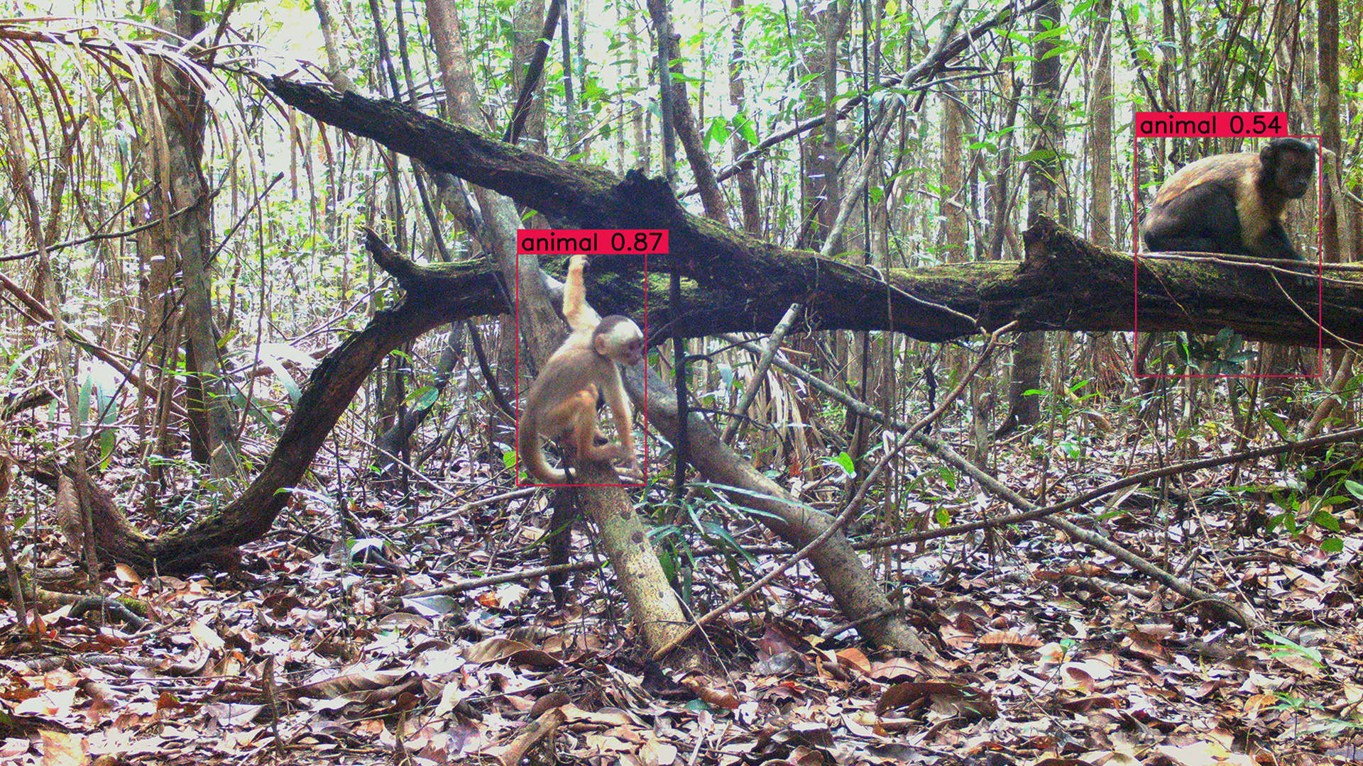 Dos animales en una rama caída en una selva tropical con cajas rojas de detección a su alrededor